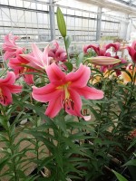 [5189 Imprato VWS No01.JPG]